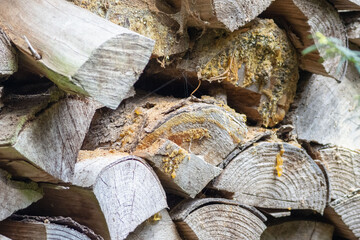 stack of firewood close up with tree resin drops