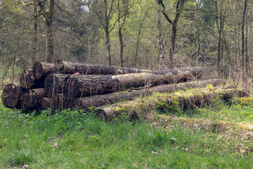 Stacked Tree Logs in a Forest Clearing on a Spring Day