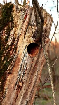 Flying Squirrel in Nest Hole in Iowa
