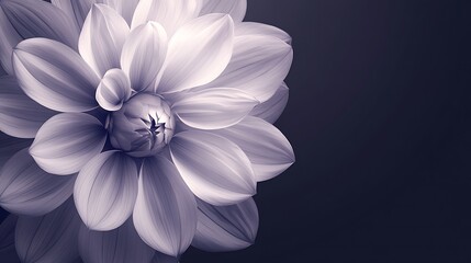 Fototapeta premium Close-up of a delicate flower