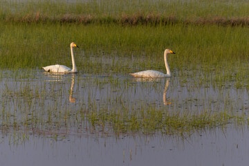Two swans swimming in a grassy wetland at sunset.