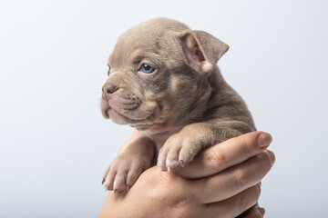 Cute brown puppy resting on human hand against light background close-up photo. Adorable brown puppy being gently held in a hand, isolated on light background. Concept of pet care, love and innocence