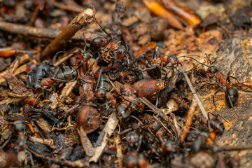 Red Wood Ant - Formica rufa, common popular forest insect from Euroasian forests and woodlands, Zlin, Czech Republic.