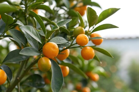 Nagami Kumquat Tree with Ripe Fruit