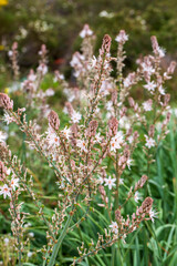 Asphodelus is the common name of plant species constituting the genus Asphodelus of the family Asphodelaceae.