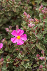 Laden; It is a plant species with white or pink flowers that make up the Cistus genus of the Cistaceae family.
