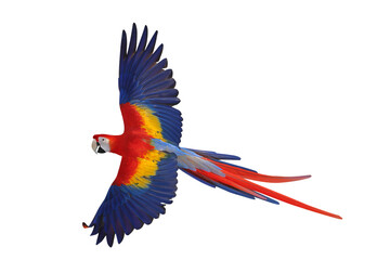 Fototapeta premium Colorful flying Scarlet Macaw parrot isolated on transparent background png file