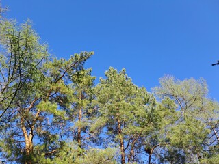 pine tree in the sky