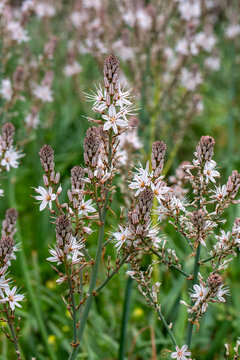 Asphodelus is the common name of plant species constituting the genus Asphodelus of the family Asphodelaceae.