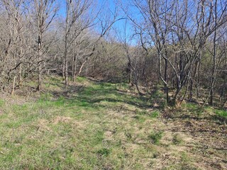 Obraz premium trees in the field