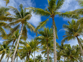 Tropical Palm Trees Under a Bright Blue Sky