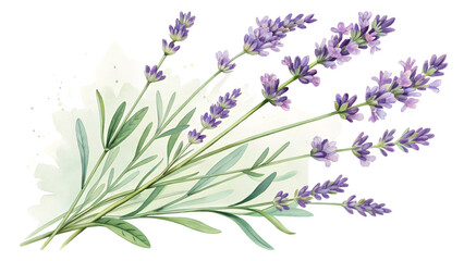 Naklejka premium lavender isolated on white background PNG