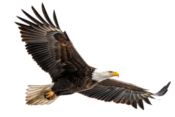 A spread-wing bald eagle soars in the sky isolated on white background