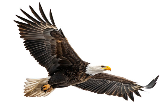 A spread-wing bald eagle soars in the sky isolated on white background