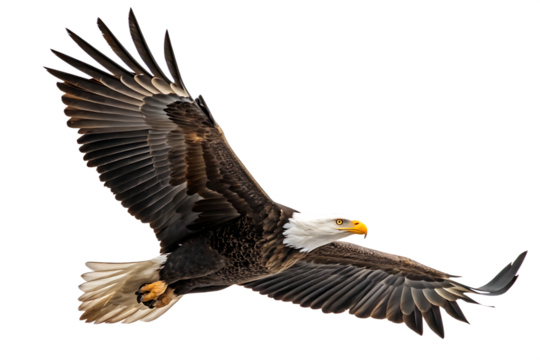 A spread-wing bald eagle soars in the sky isolated on white background