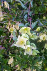 Botany. Clematis cirrhosa is a species of flowering plant in the family Ranunculaceae, native to...