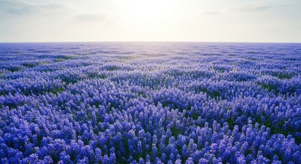 A breathtaking view of expansive lavender fields stretches into the horizon, dotted with vibrant purple blooms swaying gently in the breeze. The sun hangs low in the sky, casting a warm golden light