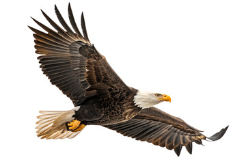 Obraz premium A spread-wing bald eagle soars in the sky isolated on white background