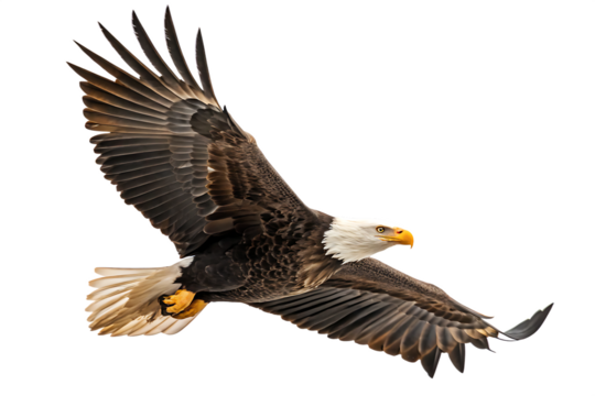 A spread-wing bald eagle soars in the sky isolated on white background