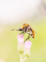 Toxophora Amphitea is a Species of Bee Fly in The Family Bombyliidae. Insect on Flower Heads Seen Close Up.