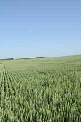 Weizen,  Winterweizen,  Triticum aestivum