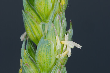 Weizen,  Winterweizen,  Triticum aestivum © Peter Oetelshofen