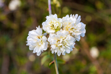 Rosa Banksiae alba plena, a thornless, white rambling rose