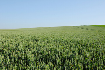 Weizen,  Winterweizen,  Triticum aestivum