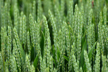 Weizen,  Winterweizen,  Triticum aestivum
