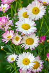 Argyranthemum is a genus belonging to the Asteraceae family.