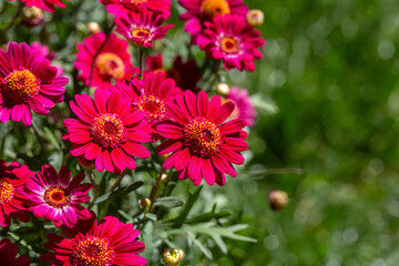 Argyranthemum is a genus belonging to the Asteraceae family.