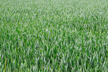 Weizen,  Winterweizen,  Triticum aestivum