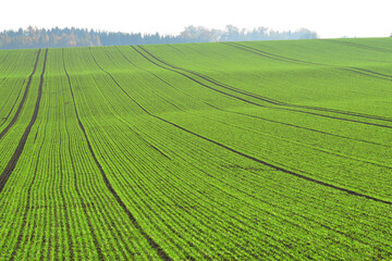 Obraz premium Weizen, Winterweizen, Triticum aestivum