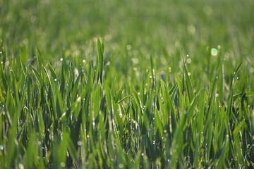 Weizen,  Winterweizen,  Triticum aestivum