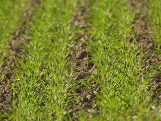 Weizen,  Winterweizen,  Triticum aestivum