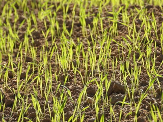 Weizen, Winterweizen, Triticum aestivum L