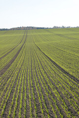 Weizen,  Winterweizen,  Triticum aestivum