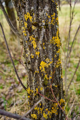 Xanthoria parietina, also known as common yellow lichen, grows on a tree trunk. The leaf lichen is...