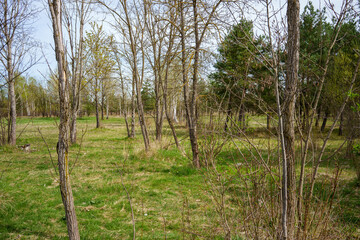 Lohwald, light oak forest in the Fröttmaninger Heide (Bavaria, Germany). Heath landscape with...