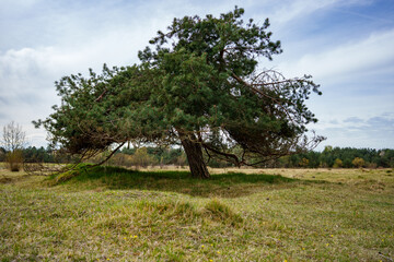 A single Pinus sylvestris, the Scots pine (UK), Scotch pine (US), Baltic pine, or European red pine...