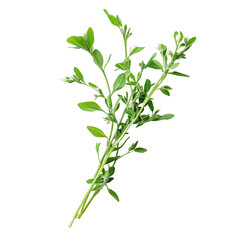 Freshly picked herb showcasing vibrant green leaves and slender stems, perfect for culinary uses and garnishing dishes at home