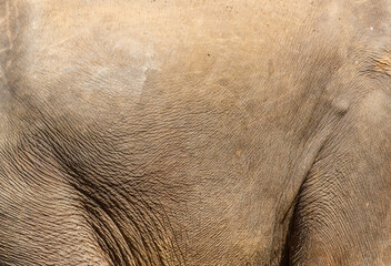 The elephant's skin is wrinkled and wrinkled