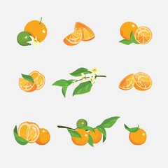 Lemon set vector cartoon illustration