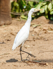 A white bird with a yellow beak stands on a dirt ground