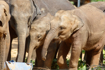 Three elephants are standing in a field