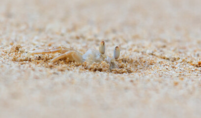 A crab is laying on the sand