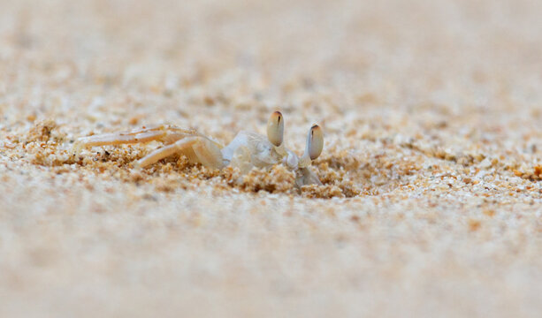 A crab is laying on the sand - Powered by Adobe