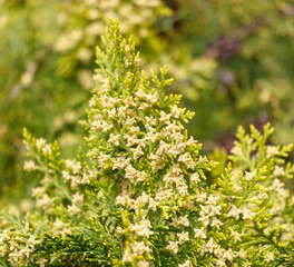 A tree with yellow leaves and brown spots