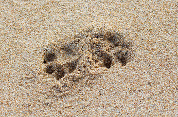 A paw print is in the sand