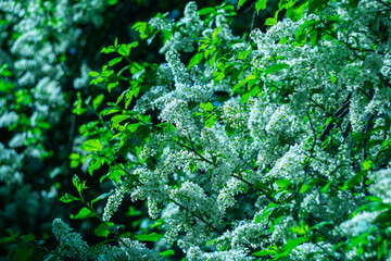 Flowering of white fragrant bird cherry in spring.